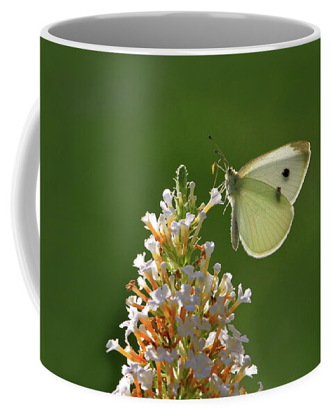 Cabbage White Coffee Mug featuring the photograph Tight Grip by Donna Kennedy