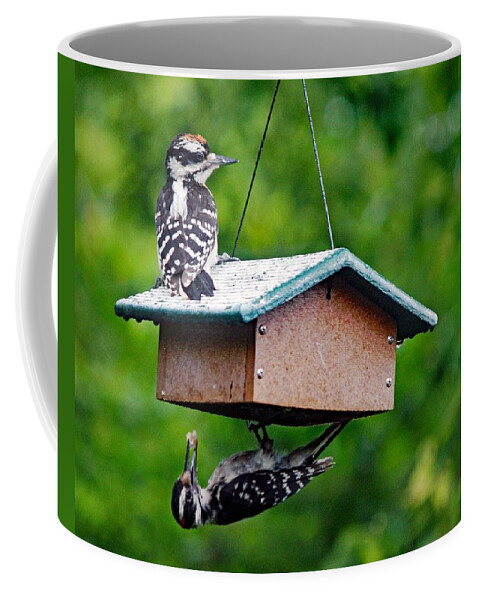 Woodpecker Coffee Mug featuring the photograph Time to Eat by Diane Lindon Coy