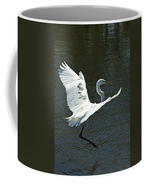 Great White Egret Coffee Mug featuring the photograph Time To Land by Carolyn Marshall