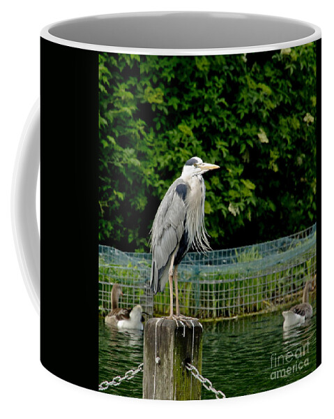 Heron Coffee Mug featuring the photograph Time to look smart. by Elena Perelman