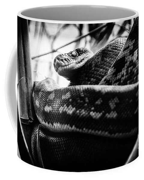 Python Coffee Mug featuring the photograph Timor Python by Jonas Luis