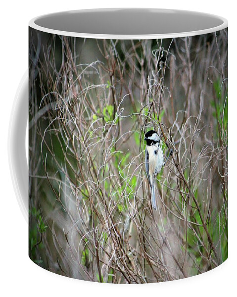 Tiny Coffee Mug featuring the photograph Tiny Bird On Branch by Cynthia Guinn