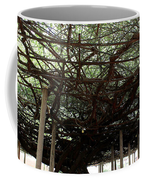 White Lady Banksia Rose Coffee Mug featuring the painting Tombstone Rose Bush 3 by Kume Bryant