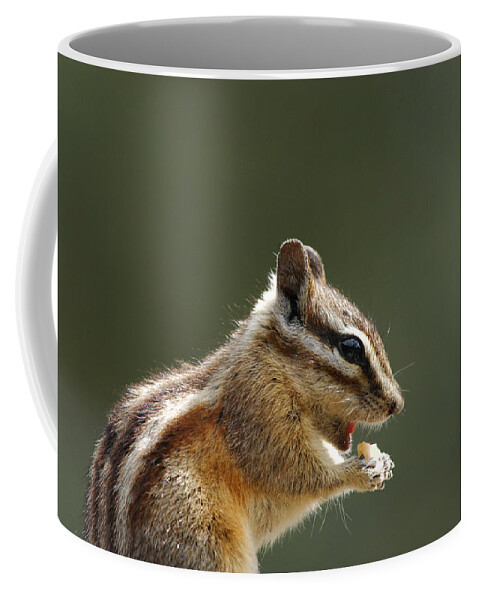 Squirrel Coffee Mug featuring the photograph Tongue In Cheek by Donna Blackhall