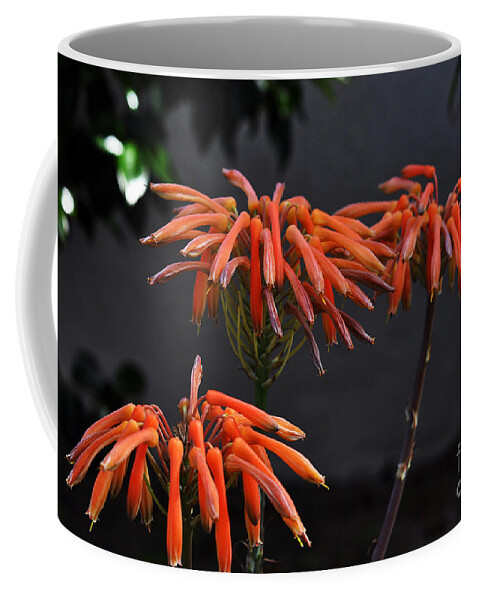 Clay Coffee Mug featuring the photograph Top of Aloe Vera by Clayton Bruster