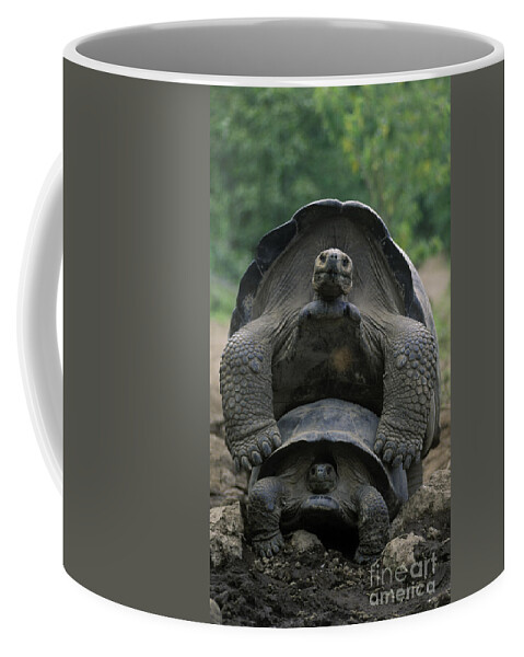 Two Coffee Mug featuring the photograph Tortoise Love - Galapagos by Craig Lovell