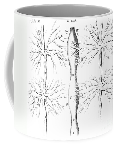 Historic Coffee Mug featuring the photograph Tracheal System Of The Silkworm by Wellcome Images