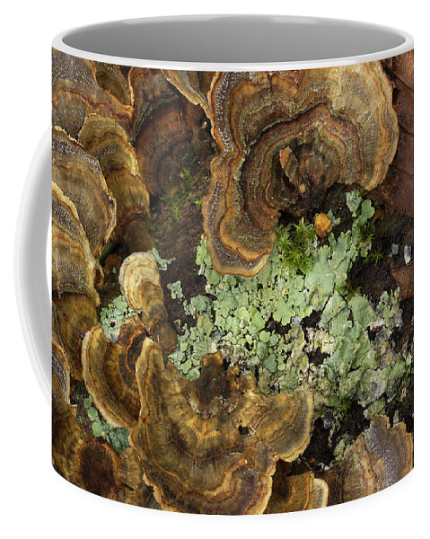 Fungus Coffee Mug featuring the photograph Tree Fungus by Mike Eingle