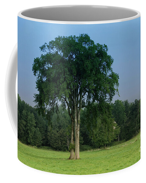 Maine Coffee Mug featuring the photograph Tree in field by Kevin Shields