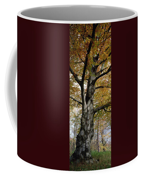 Mp Coffee Mug featuring the photograph Tree In The Black Forest, Germany by Konrad Wothe