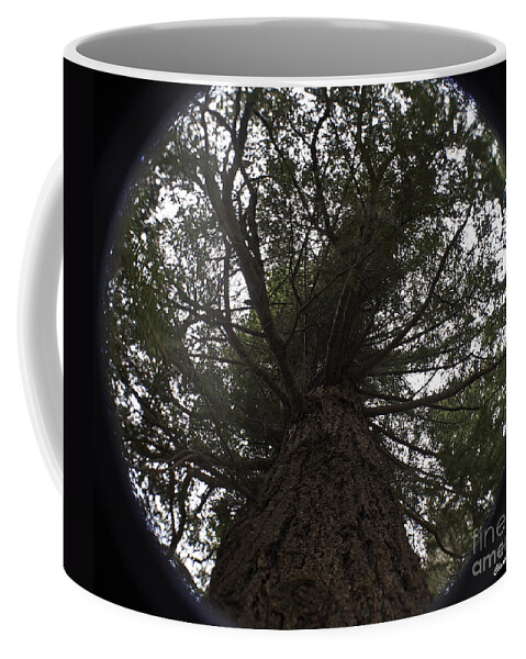 Art Coffee Mug featuring the photograph Tree In The Round by Clayton Bruster