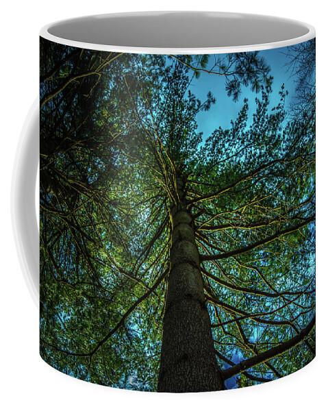 Tree Coffee Mug featuring the photograph Tree Light by Bruce Pritchett