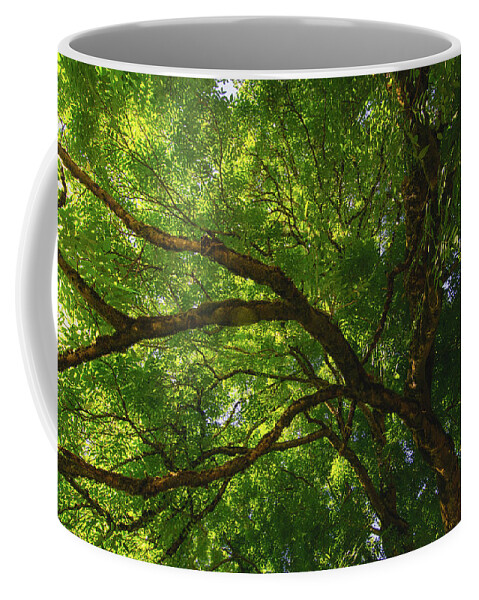 Gigantic Tree Coffee Mug featuring the photograph Tree Story 3 by Bonnie Bruno