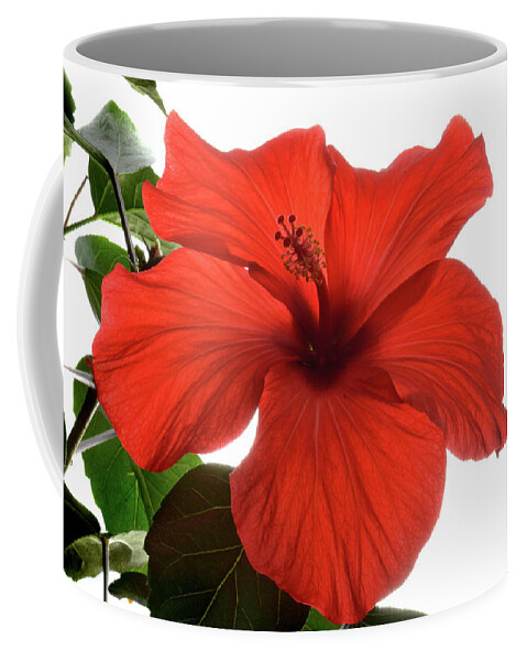 Hibiscus Coffee Mug featuring the photograph Tropical Bloom. by Terence Davis