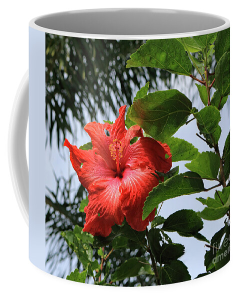 Landscape Coffee Mug featuring the photograph Tropical Hibiscus by Mary Haber