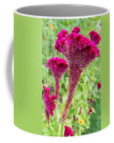 Flower Coffee Mug featuring the photograph Magenta Cocks Combs by Mark Harrington
