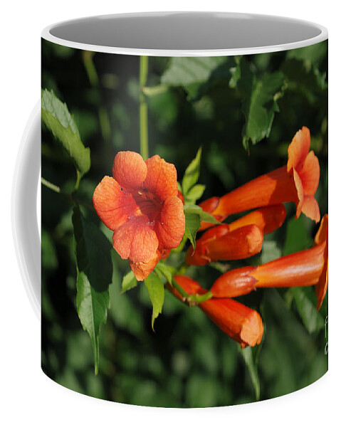 Plant Coffee Mug featuring the photograph Trumpet Vine by John Kaprielian