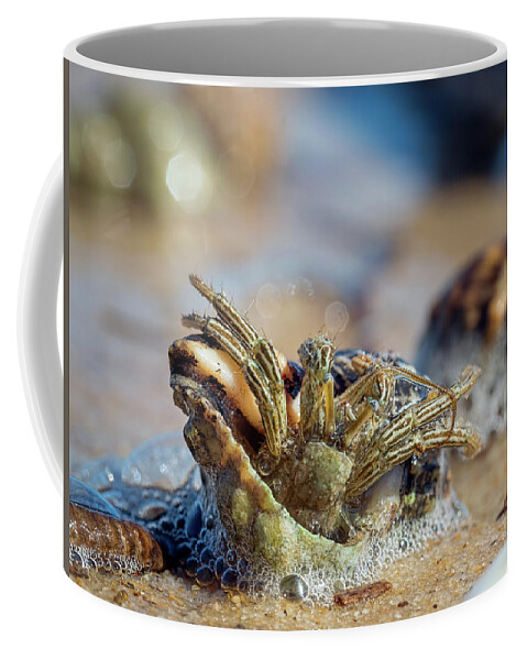 Crab Coffee Mug featuring the photograph Trying to Move by Brad Boland