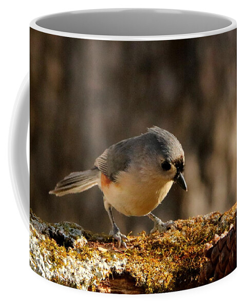 Nature Coffee Mug featuring the photograph Tufted Titmouse in Fall by Sheila Brown