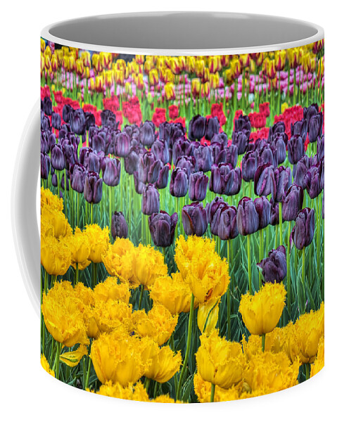 Spring Coffee Mug featuring the photograph Tulip Colors by Nadia Sanowar