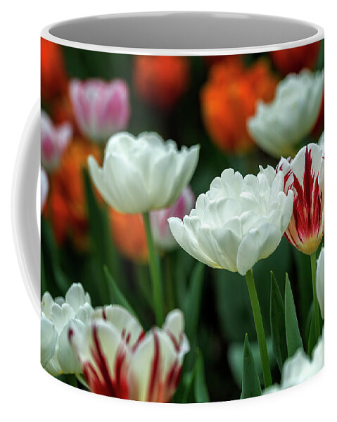 Flowers Coffee Mug featuring the photograph Tulip flowers by Pradeep Raja Prints
