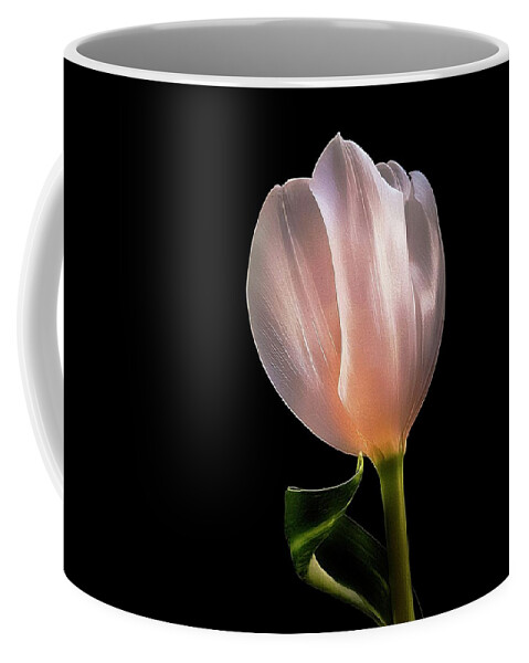 Tulip Coffee Mug featuring the photograph Tulip in LIght by Phyllis Meinke
