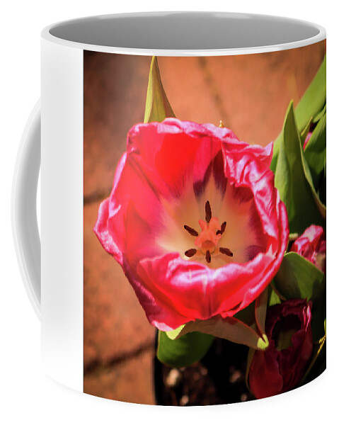  Coffee Mug featuring the photograph Tulip by Dr Janine Williams