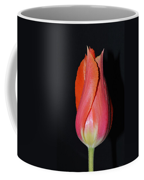 Tulips Coffee Mug featuring the photograph Tulip model nr. 1 by Felicia Tica