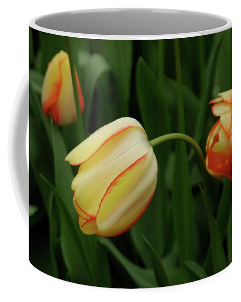 Tulipa Gesneriana Coffee Mug featuring the photograph Nodding Tulips by Adele Aron Greenspun