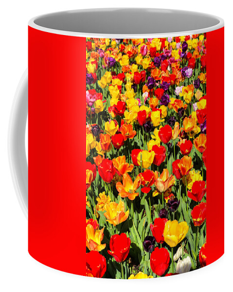 Tulips Coffee Mug featuring the photograph Tulips of Color by FineArtRoyal Joshua Mimbs