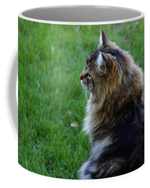 Maine Coon Coffee Mug featuring the photograph Rum Tum Tiggle by Jean Evans