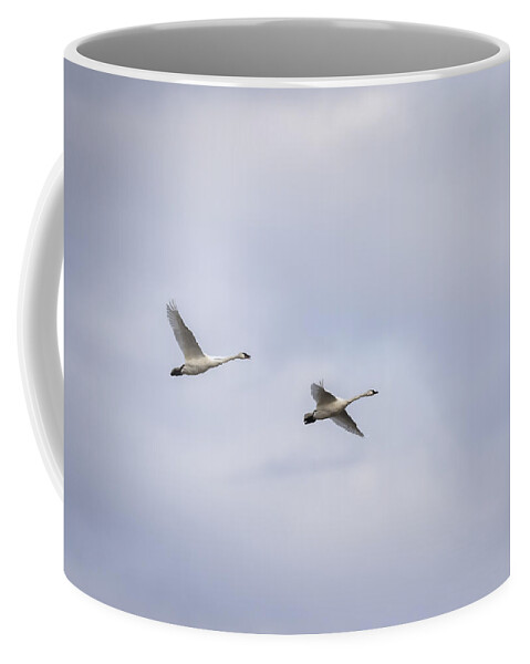 Tundra Swans (cygnus Columbianus) Coffee Mug featuring the photograph Tundra Swans 2016-3 by Thomas Young