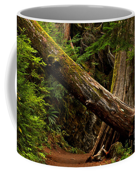 Mt Rainier Coffee Mug featuring the photograph Tunnel In The Patriarchs by Adam Jewell
