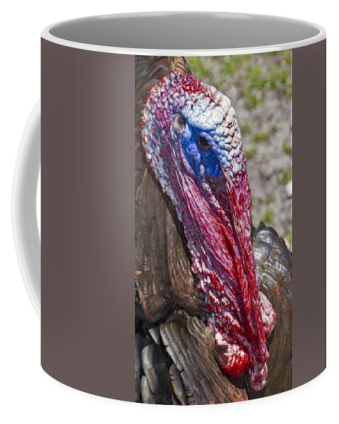 Farm Coffee Mug featuring the photograph Turkey by Bob Slitzan