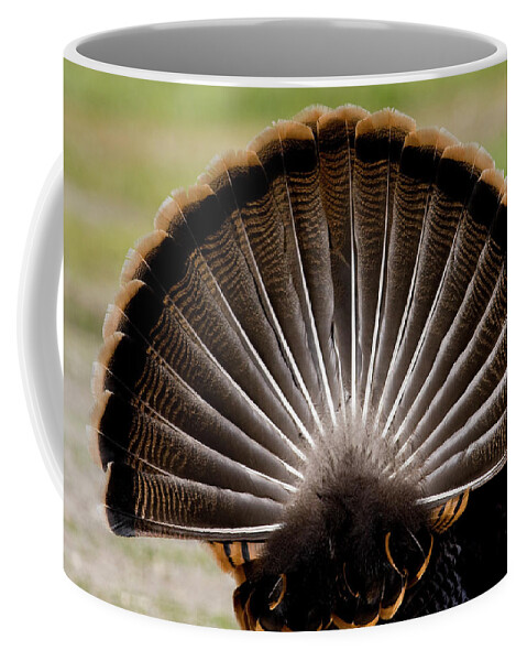 Wild Coffee Mug featuring the photograph Turkey's Feather Display by Mark Miller