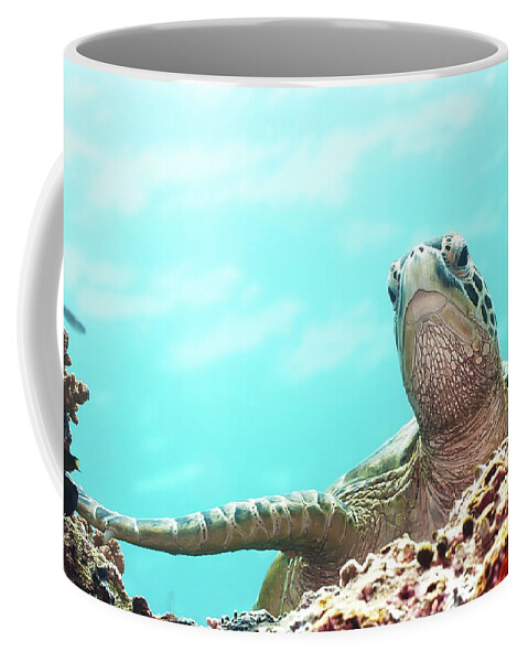 Tropical Coffee Mug featuring the photograph Turtle by MotHaiBaPhoto Prints