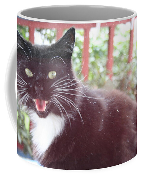 Quin Sweetman Coffee Mug featuring the photograph Can You Hear Me Meow? by Quin Sweetman