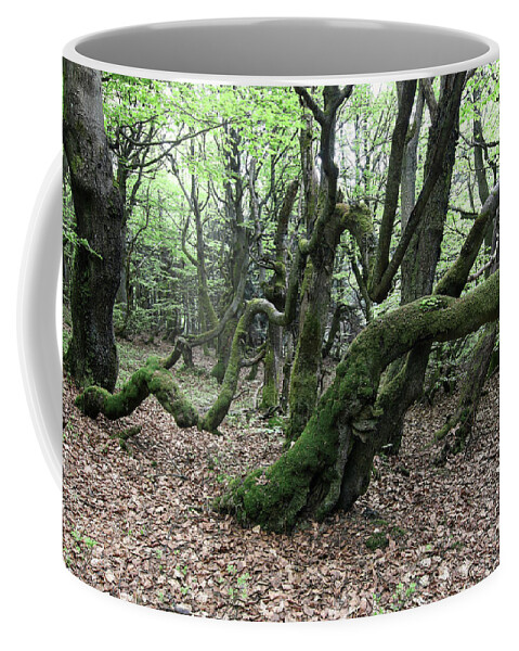 Forest Coffee Mug featuring the photograph Twisted trunks of beech trees - old beech forest by Michal Boubin