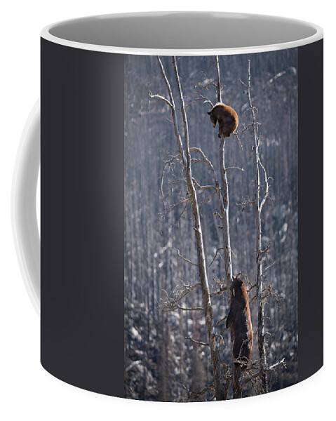 Bear Coffee Mug featuring the photograph Two Bears Up a Tree by Bill Cubitt