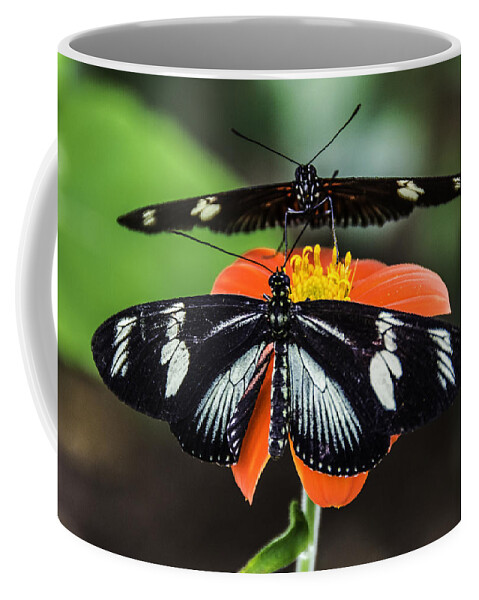 Black Coffee Mug featuring the photograph Two Butterflies-One Flower by WAZgriffin Digital