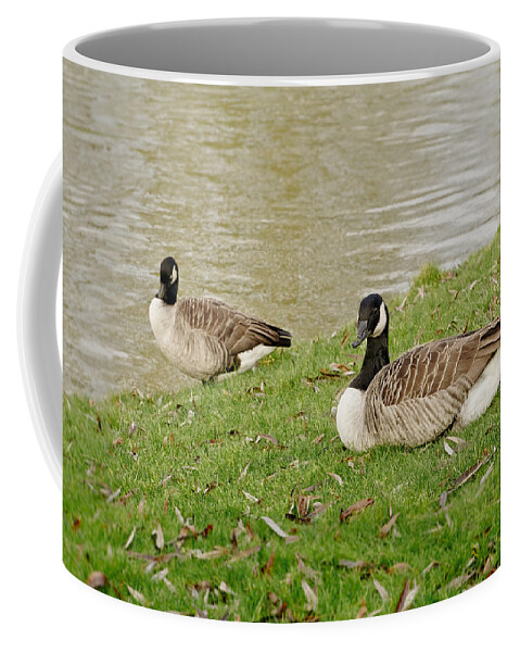 Canadian Geese Coffee Mug featuring the photograph Two does not mean pair by Elena Perelman