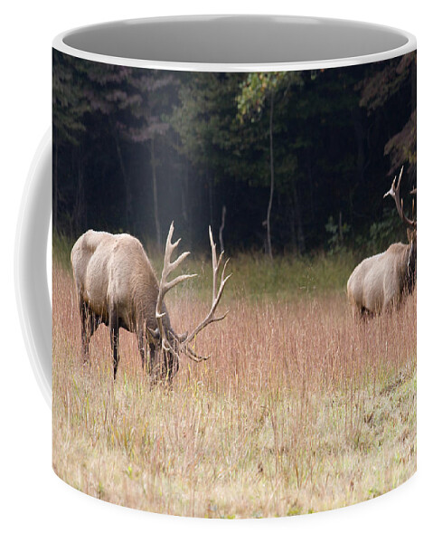 Elk Coffee Mug featuring the photograph Two Elk in a Grassy Field by Jill Lang