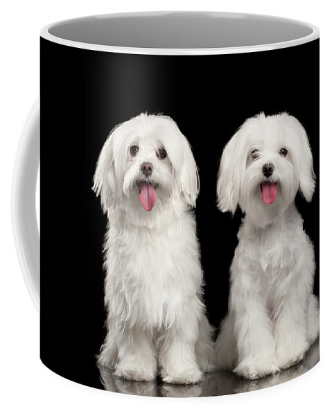 Maltese Coffee Mug featuring the photograph Two Happy White Maltese Dogs Sitting, Looking in Camera isolated by Sergey Taran