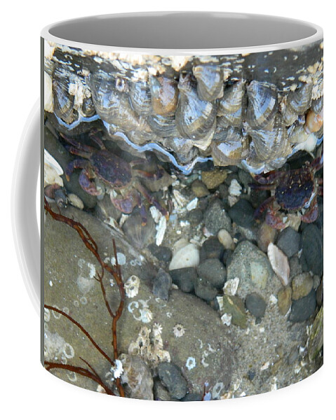 Crabs Coffee Mug featuring the photograph Two Little Crabs by Gallery Of Hope 