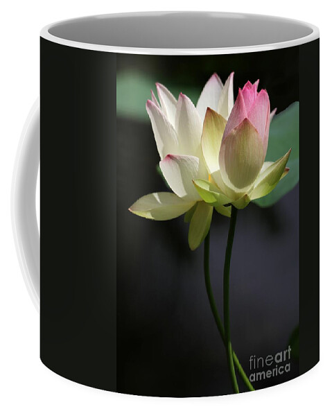 Lotus Coffee Mug featuring the photograph Two Lotus Flowers by Sabrina L Ryan