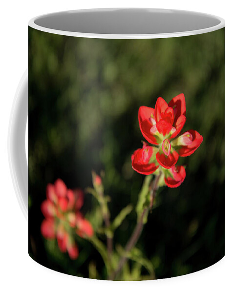 Flowers Coffee Mug featuring the photograph Two Paintbrush Blossoms by Frank Madia