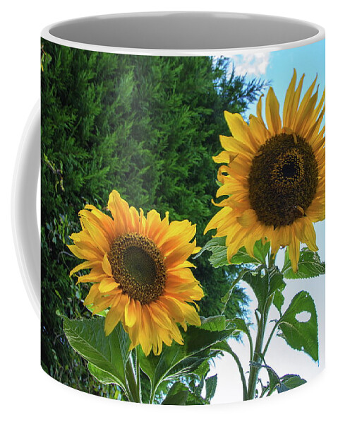 Helianthus Coffee Mug featuring the photograph Two Sunflowers by Jeff Townsend
