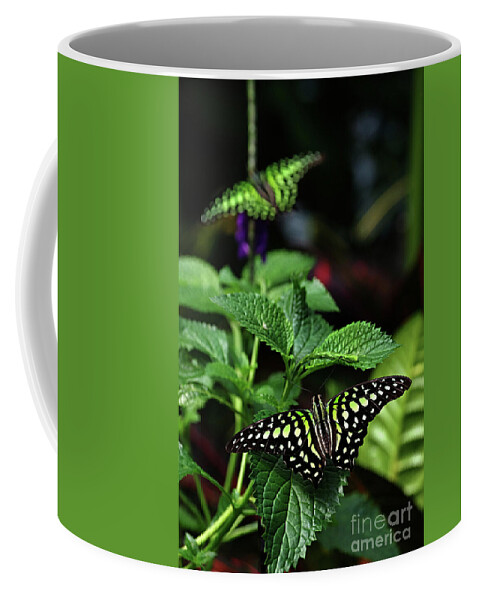 Animal Coffee Mug featuring the photograph Two Tailed Jay Butterflies- Graphium agamemnon by Rick Bures