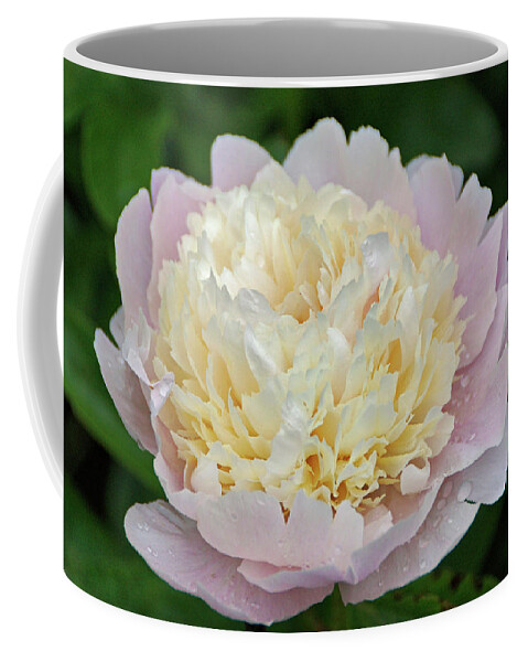 Pink Peony Coffee Mug featuring the photograph Two-toned by Sandy Keeton