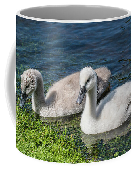 Cygnus Olor Coffee Mug featuring the photograph Two young cygnets of mute swan swimming in a lake by Amanda Mohler